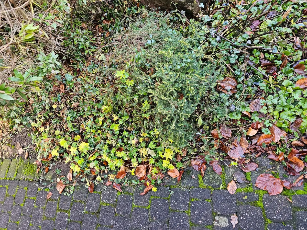 Außenbereich vorher